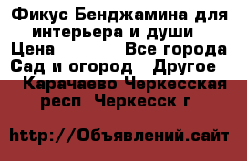 Фикус Бенджамина для интерьера и души › Цена ­ 2 900 - Все города Сад и огород » Другое   . Карачаево-Черкесская респ.,Черкесск г.